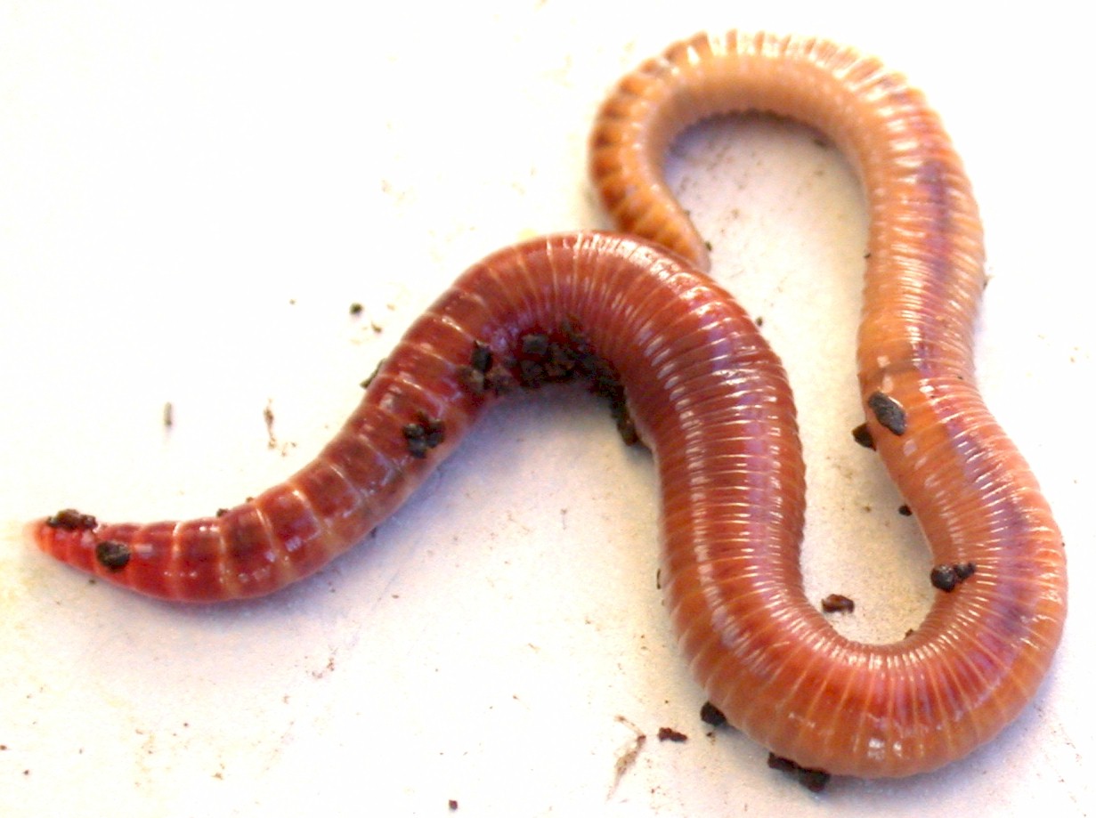 redworm.jpg